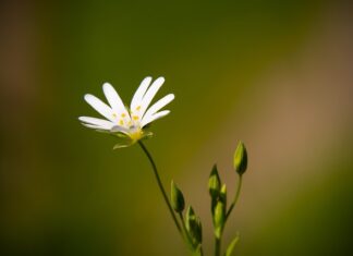 Dlaczego warto pić napar z goździków?