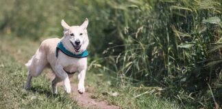 Co to są stałe urządzenia gaśnicze wodne?