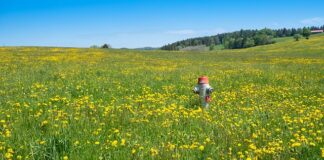 Czy hydrant wewnętrzny to podręczny sprzęt gaśniczy?